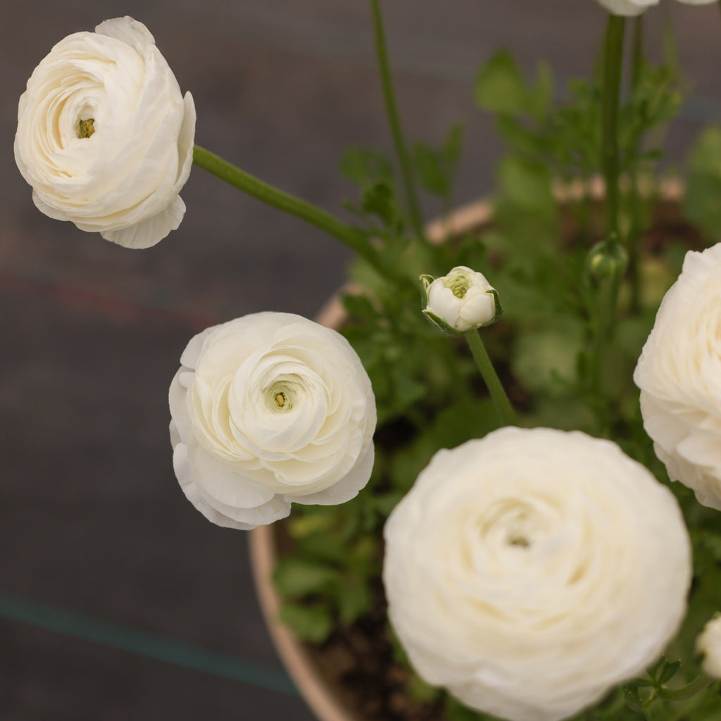 Elegance Bianco