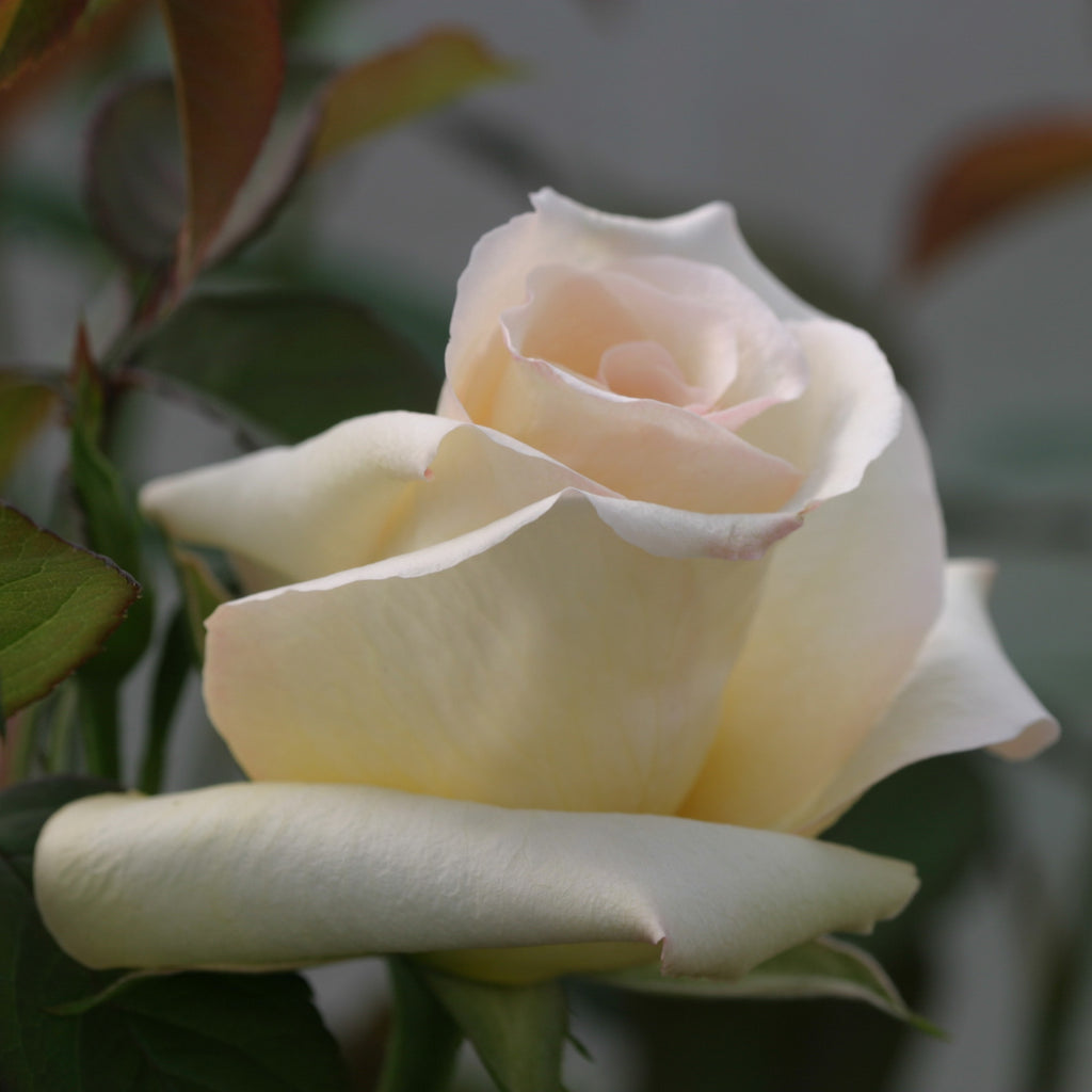 Elegant Beauty