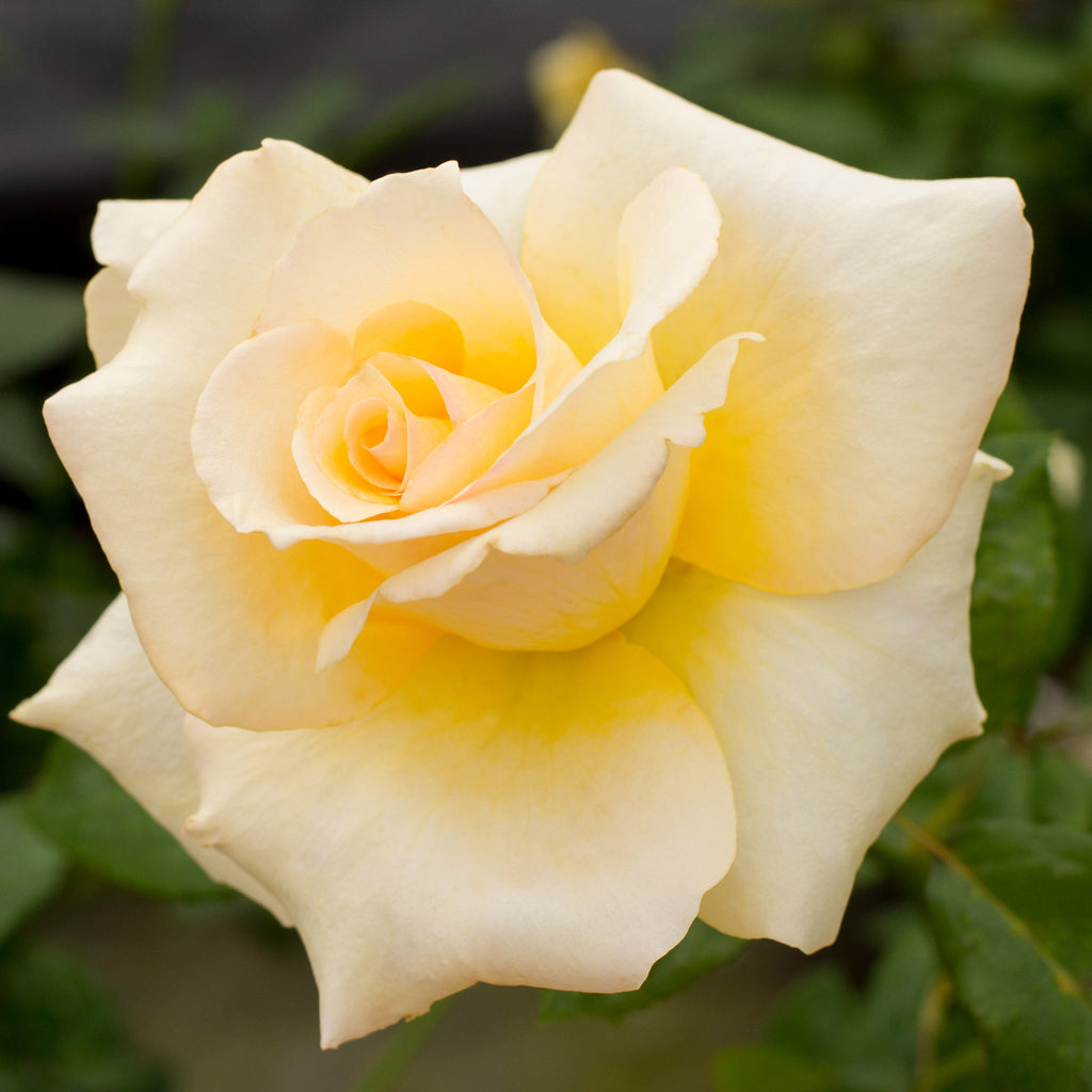 Elegant Beauty