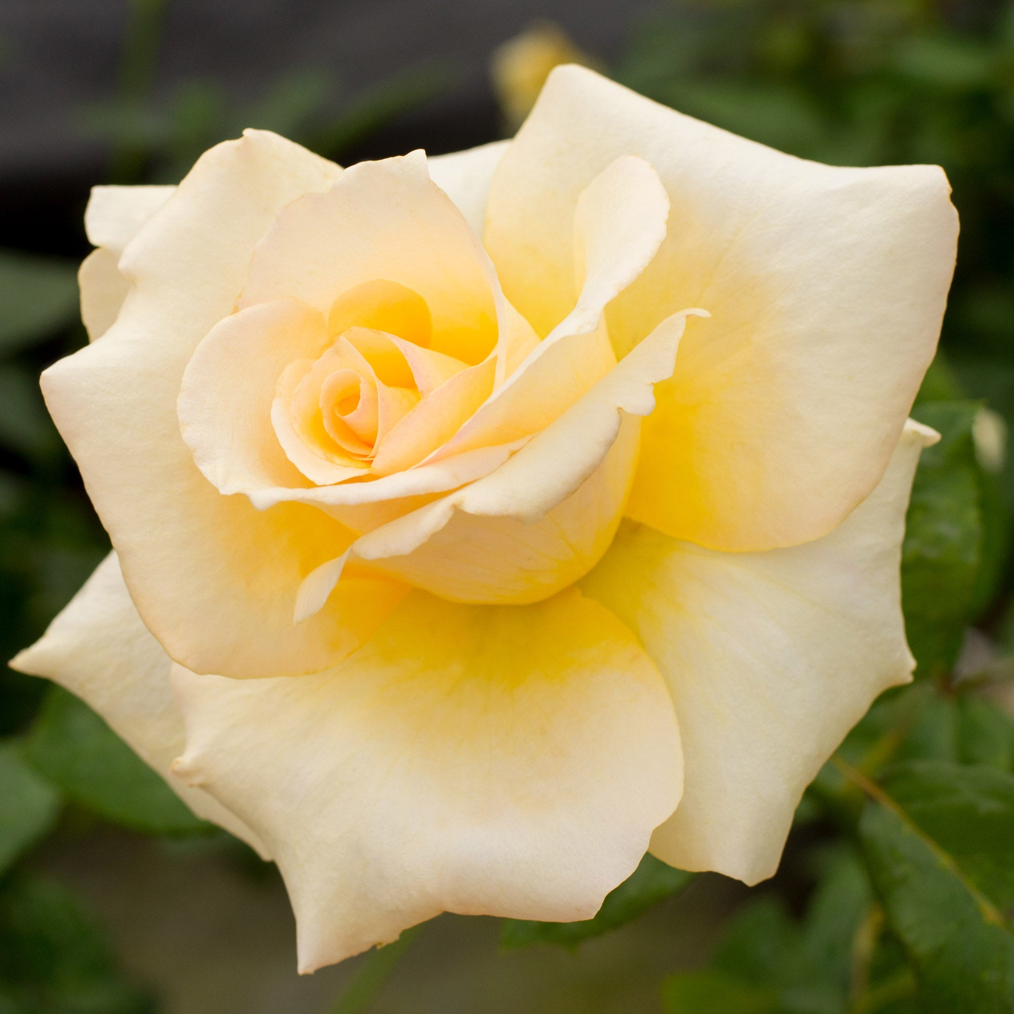 Elegant Beauty