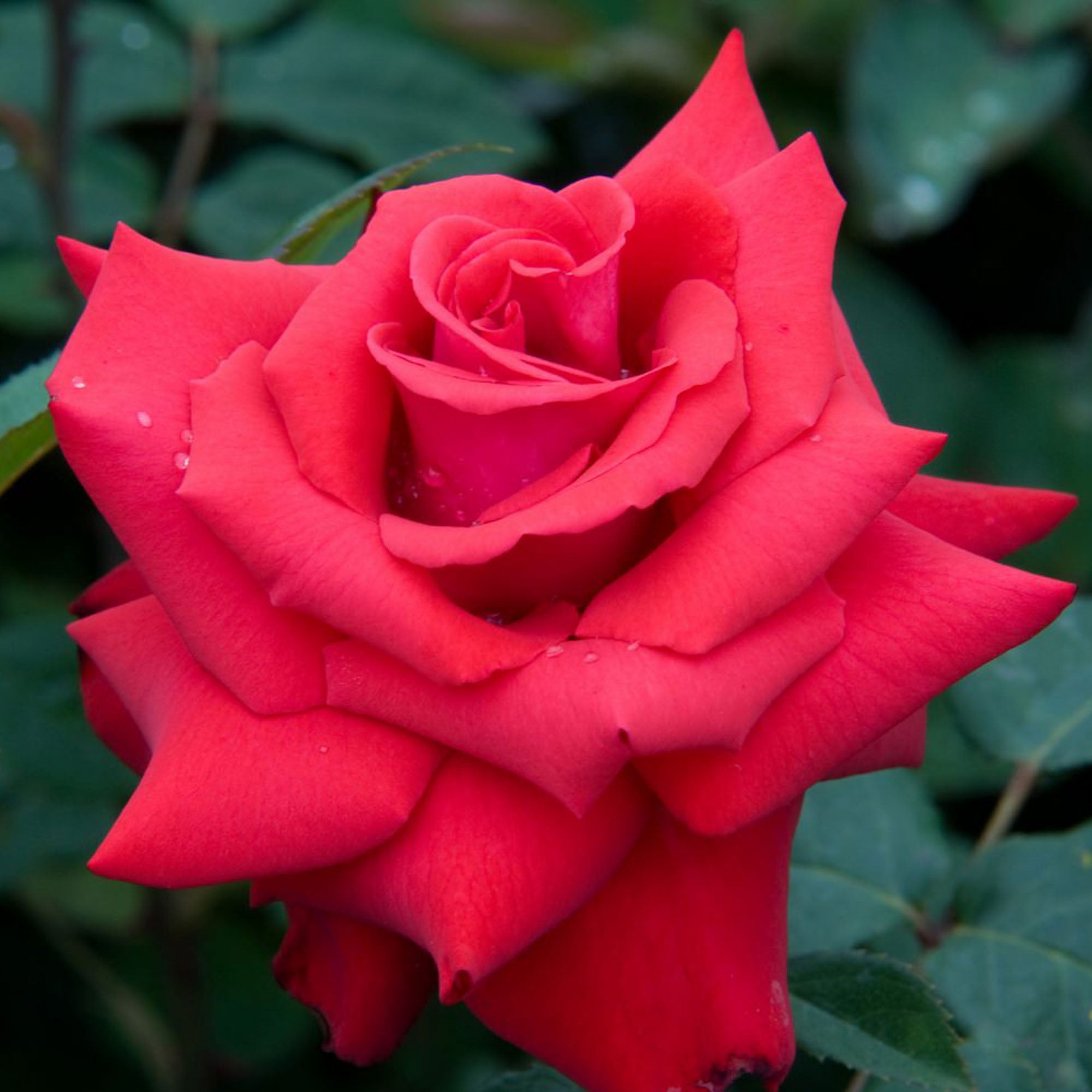 Eleganza® Grande Amore