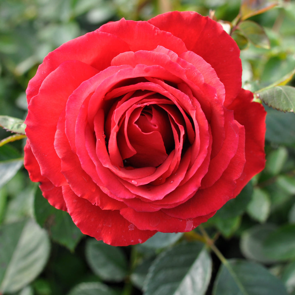 Eleganza® Grande Amore