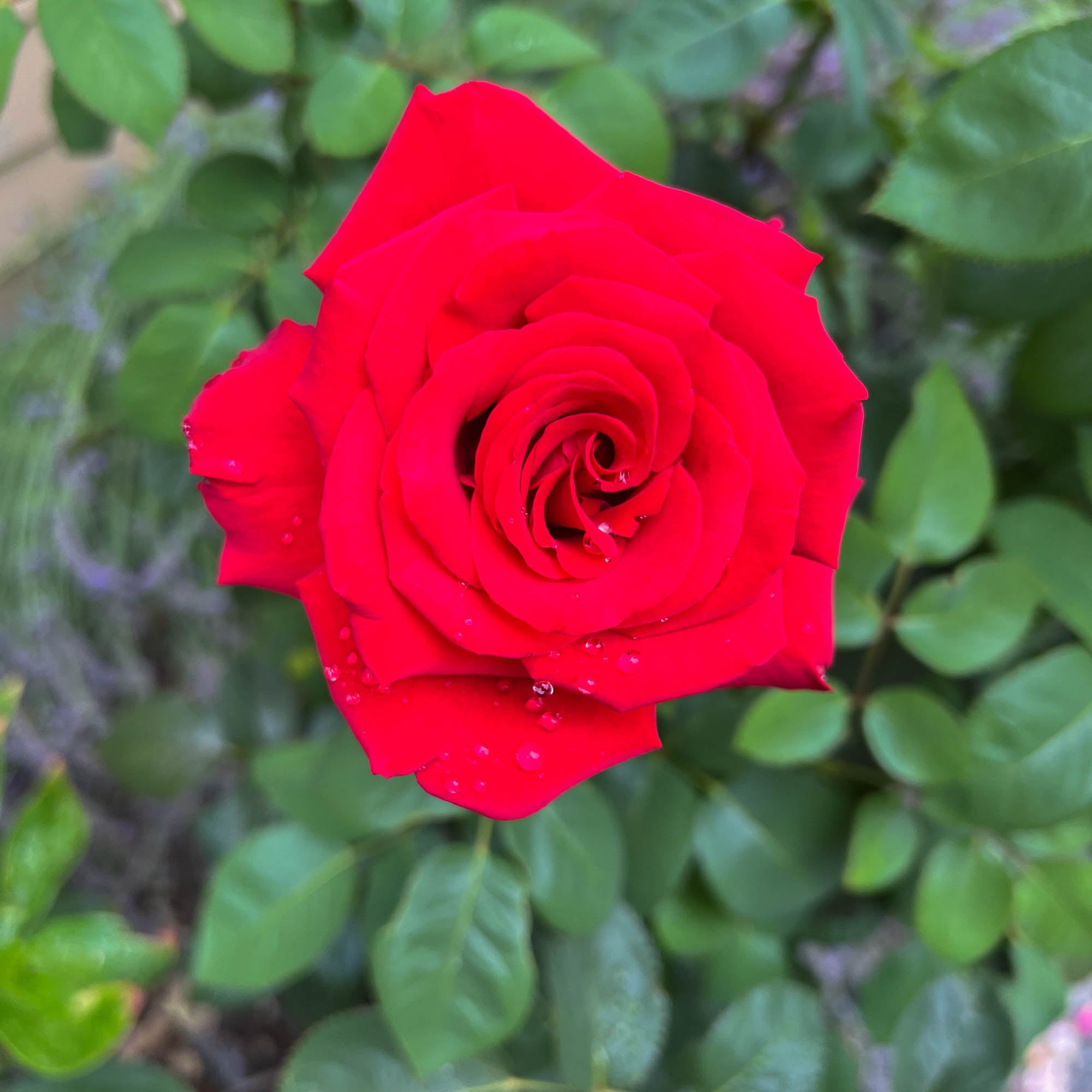 Eleganza® Grande Amore