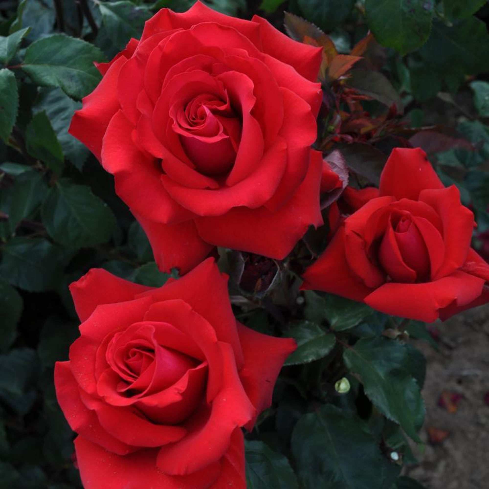 Eleganza® Grande Amore