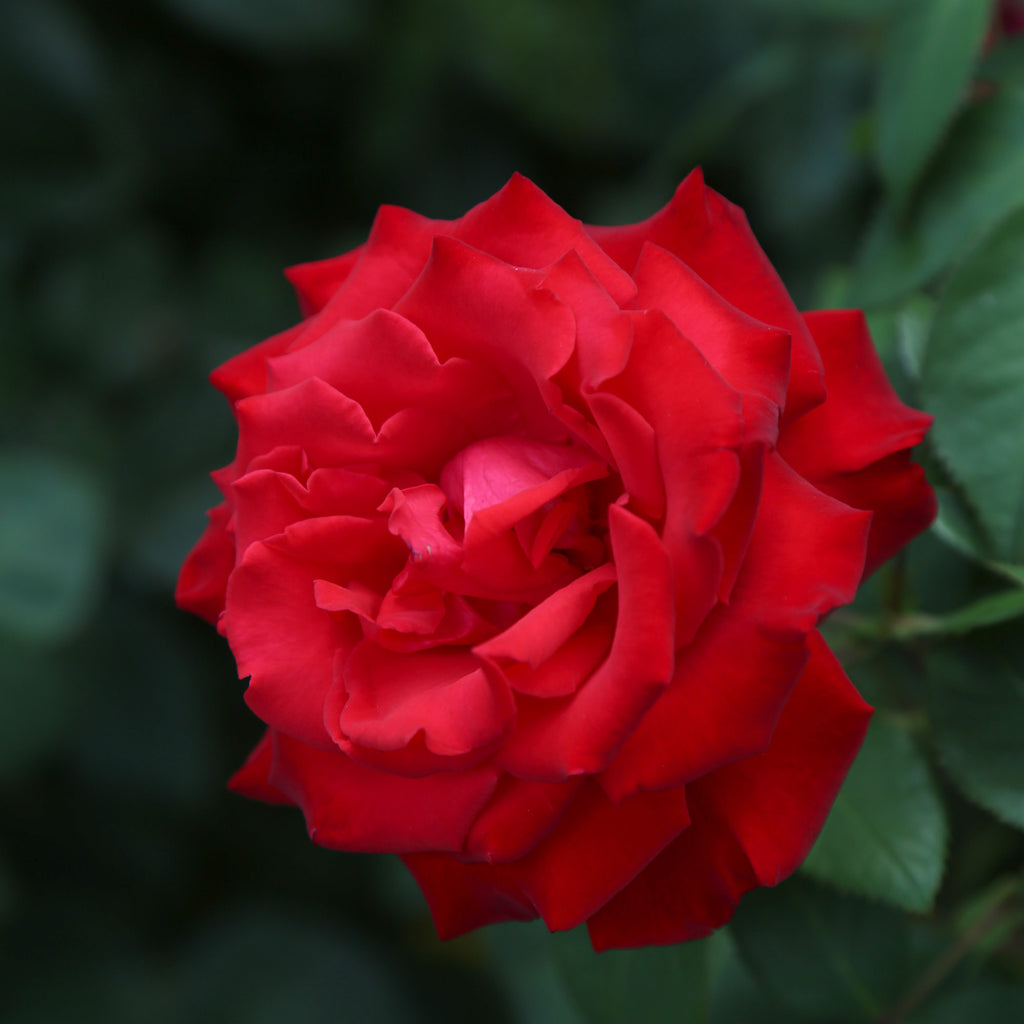 Eleganza® Grande Amore