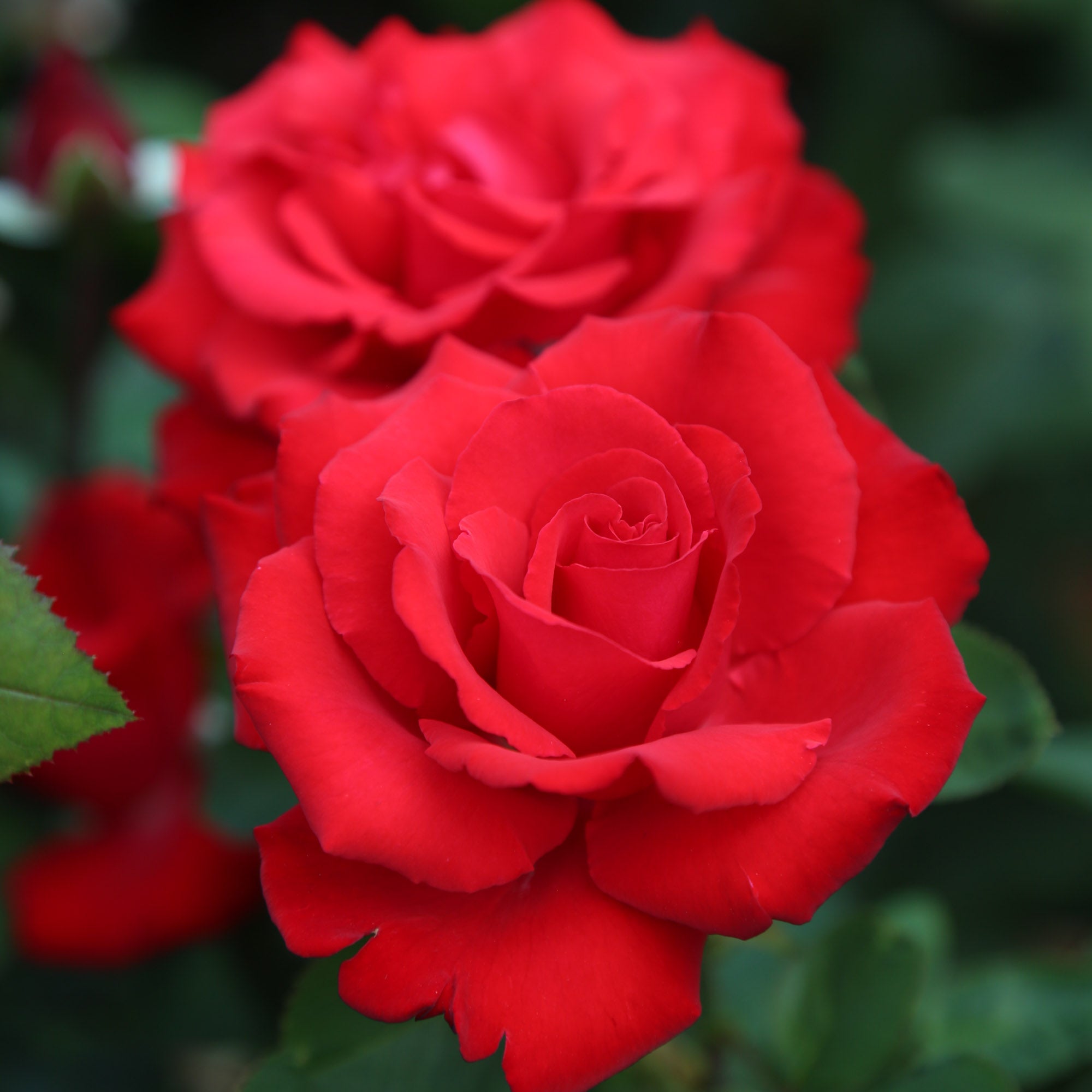 Eleganza® Grande Amore