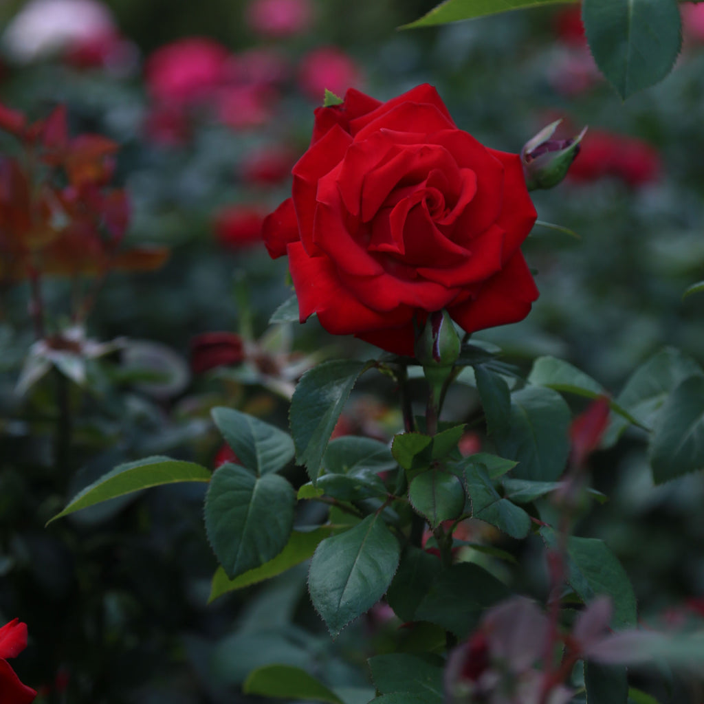 Eleganza® Grande Amore