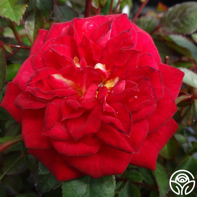 Elvis – Heirloom Roses