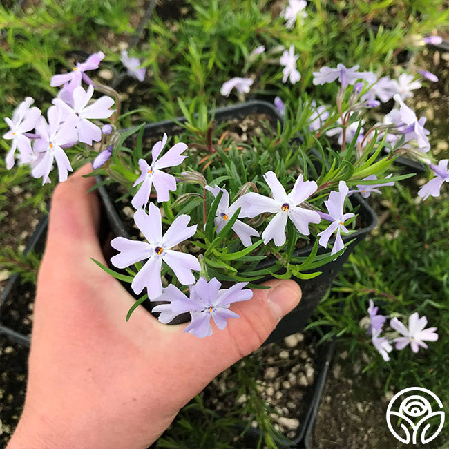 Phlox