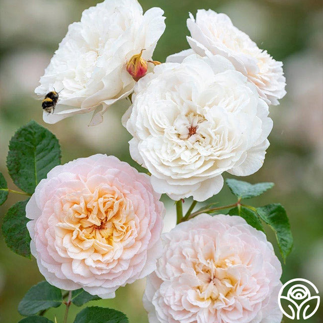 Heirloom Roses Emily Brontë Rose - Thumbnail 2