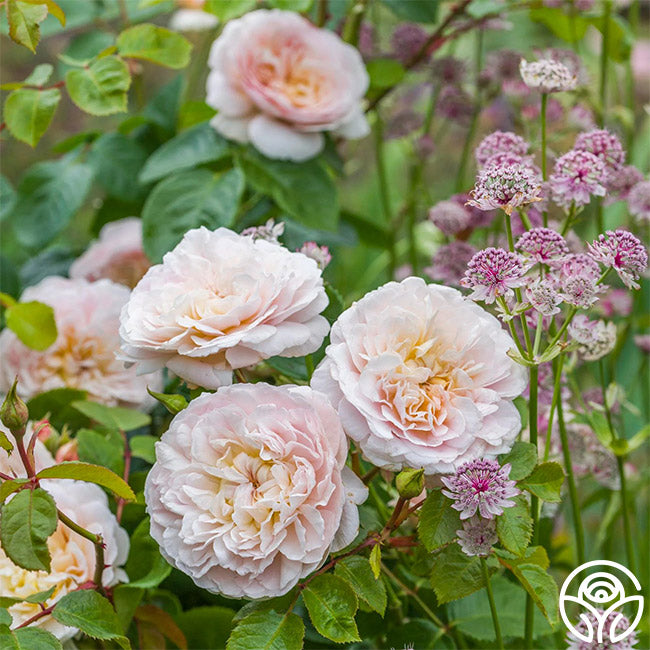 Heirloom Roses Emily Brontë Rose - Thumbnail 4