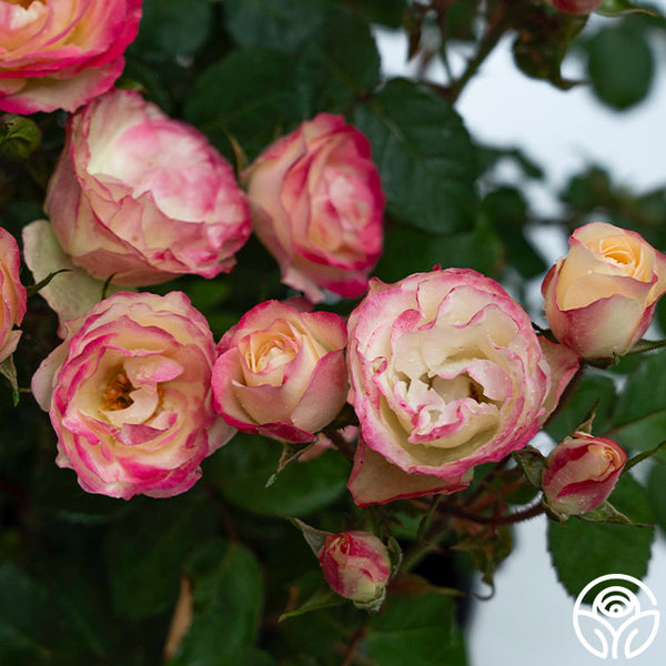 Enchanted Meadow™ | Colorful Shrub Rose Bush – Heirloom