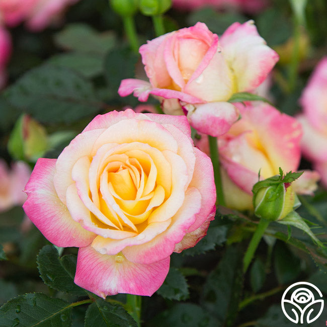 Enchanted Peace Hybrid Tea Rose | Heirloom Roses