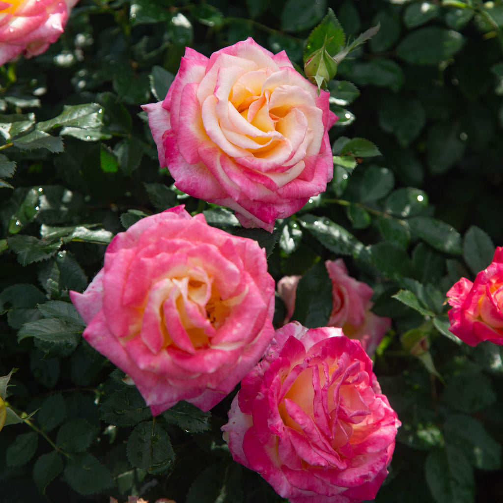 Enchanted Peace™
