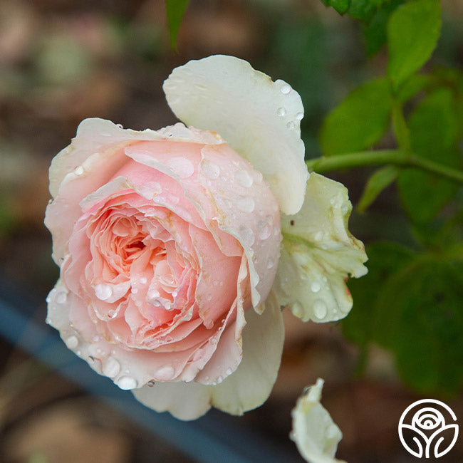 English Sachet Hybrid Tea Rose | Fragrant Rose Bush – Heirloom