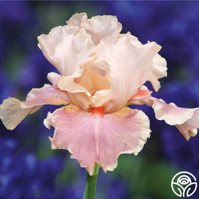 Continuous Bloom Spring Colors Bundle – Heirloom Roses