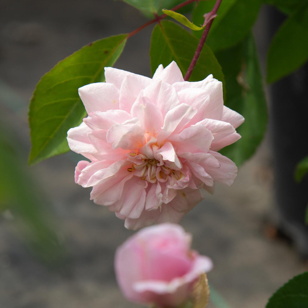 Everblooming Cl Cécile Brünner™