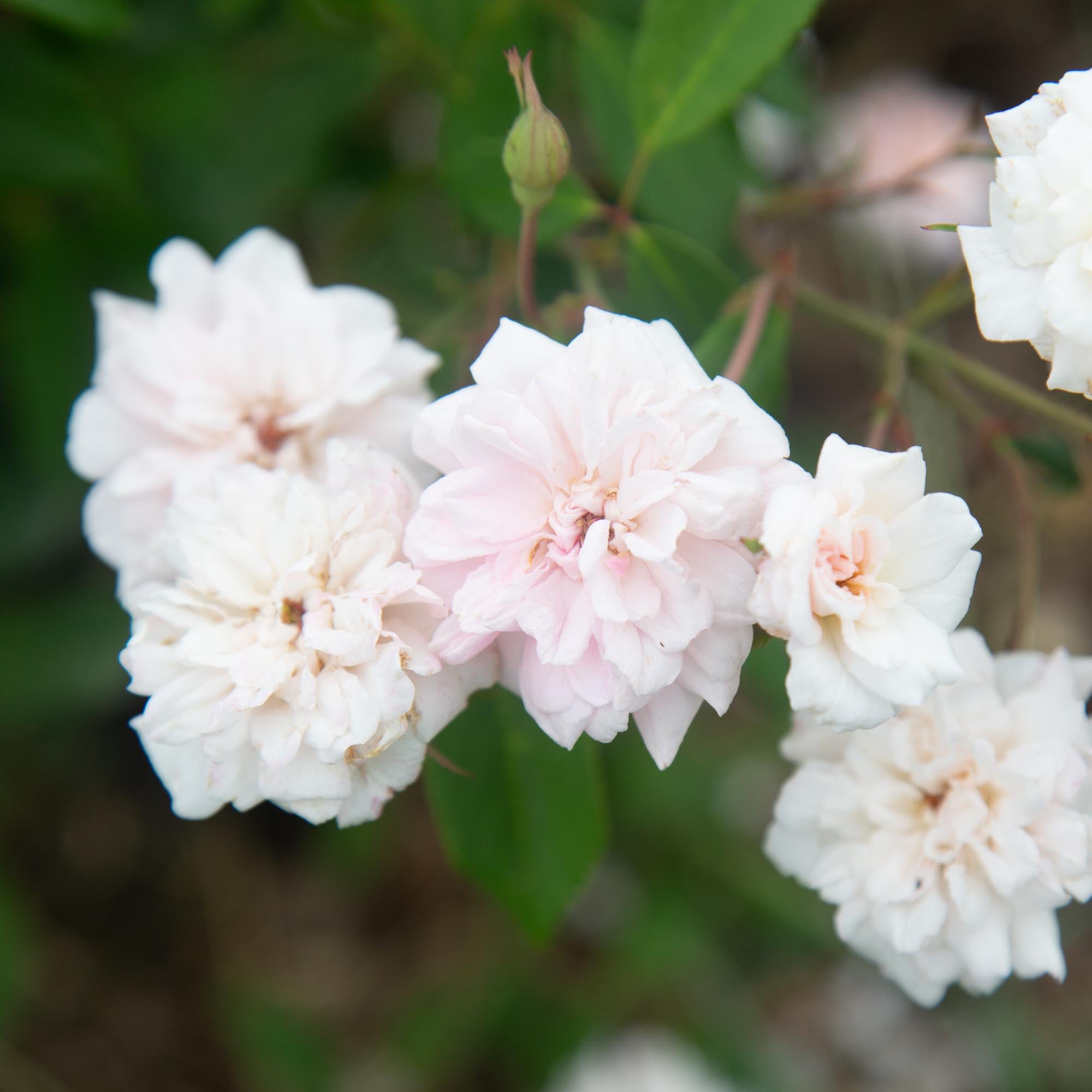 Everblooming Cl Cécile Brünner™