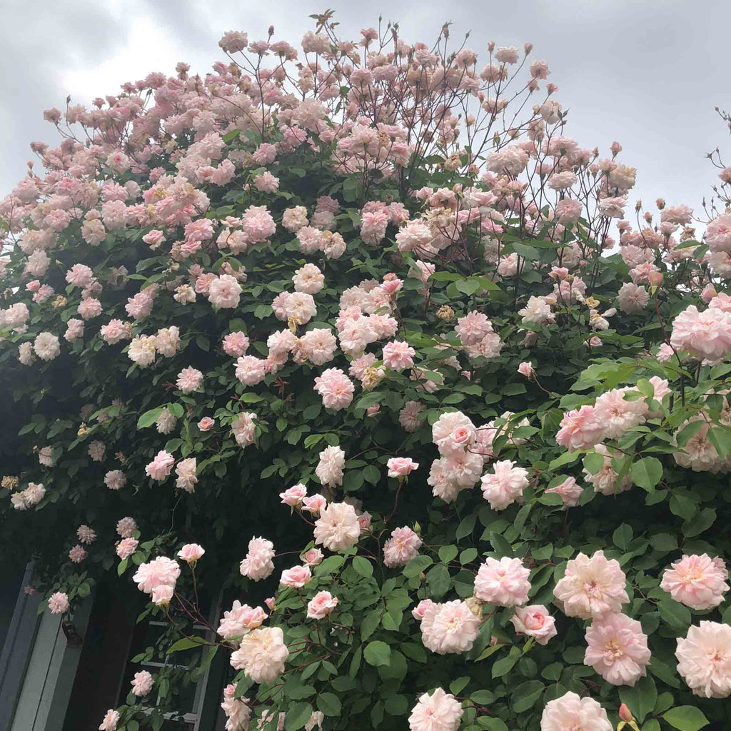 Everblooming Cl Cécile Brünner™