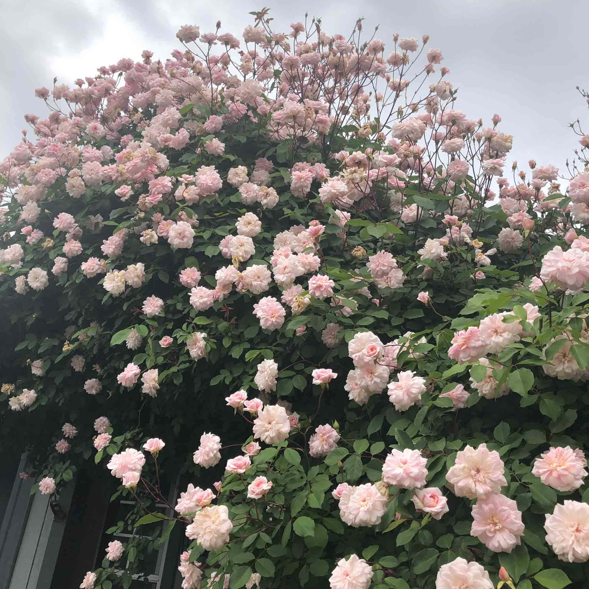 Everblooming Cl Cécile Brünner™