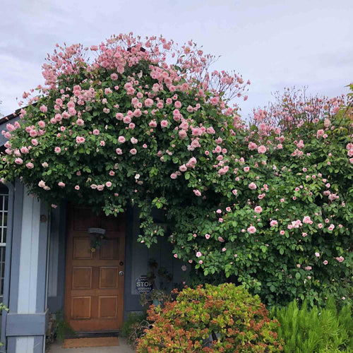Everblooming Cl Cécile Brünner™