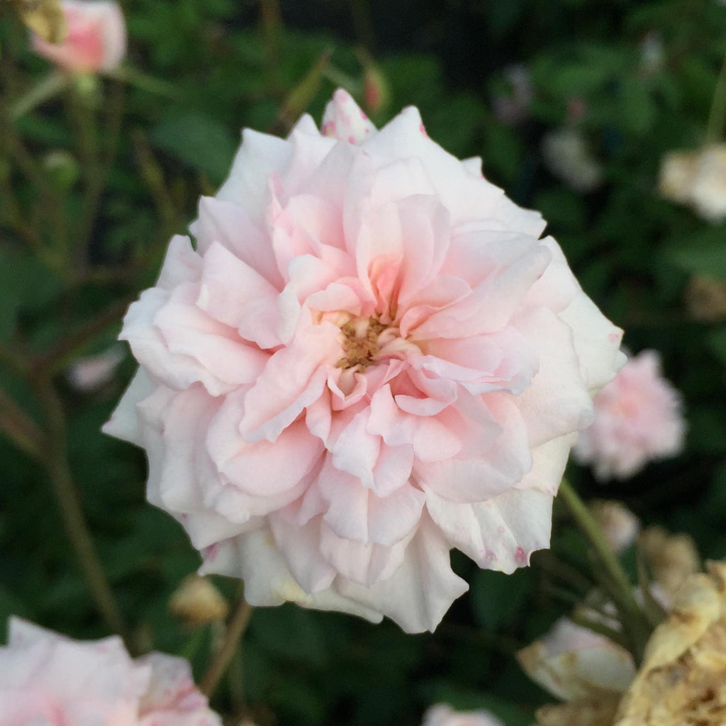 Everblooming Cl Cécile Brünner™