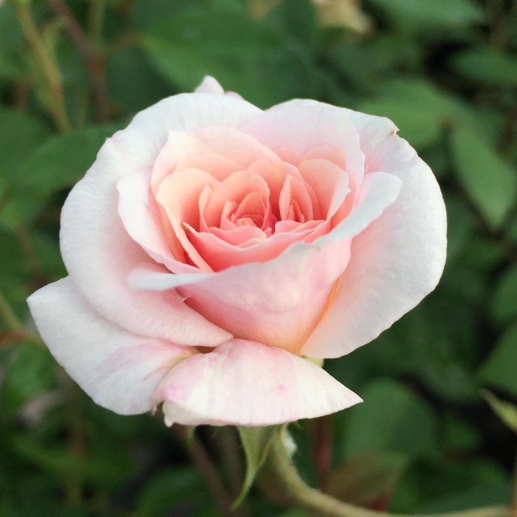 Everblooming Cl Cécile Brünner™