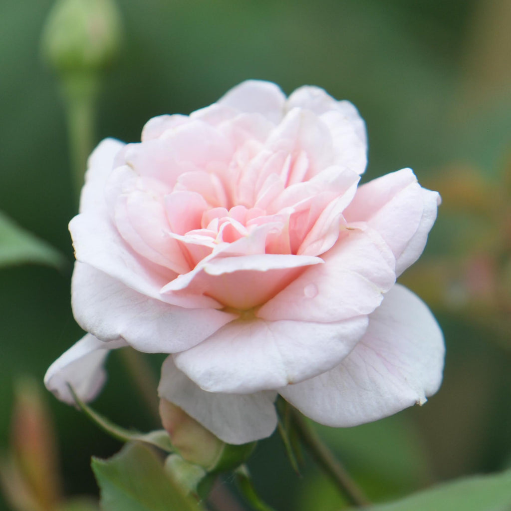 Everblooming Cl Cécile Brünner™