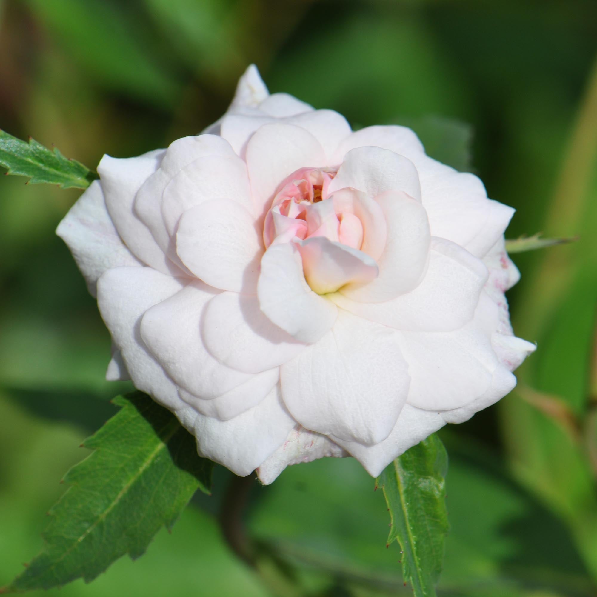 Everblooming Cl Cécile Brünner™