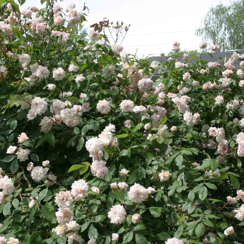 Everblooming Cl Cécile Brünner™