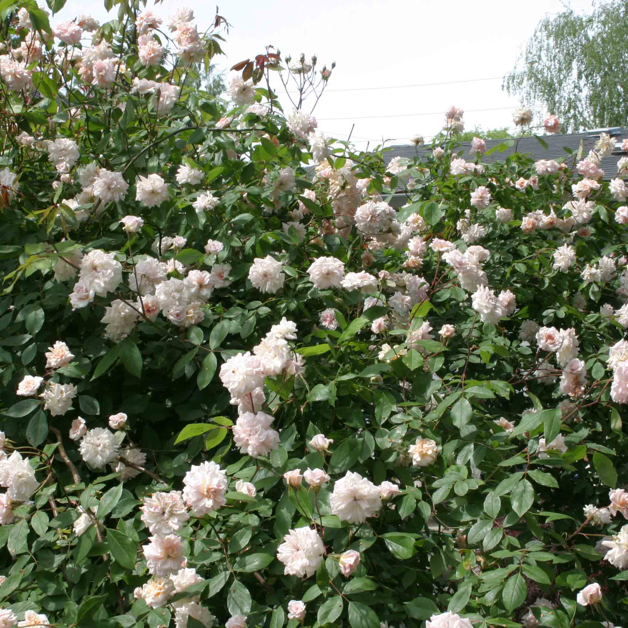 Everblooming Cl Cécile Brünner™