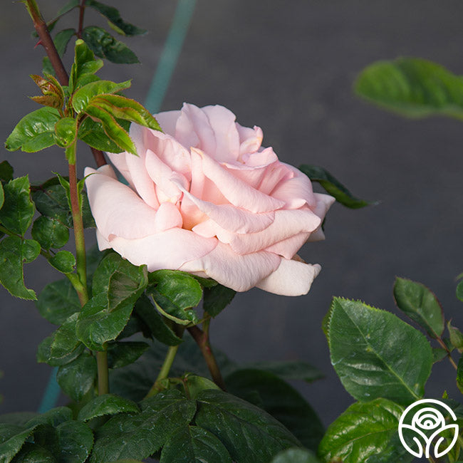 Everest Double Fragrance™