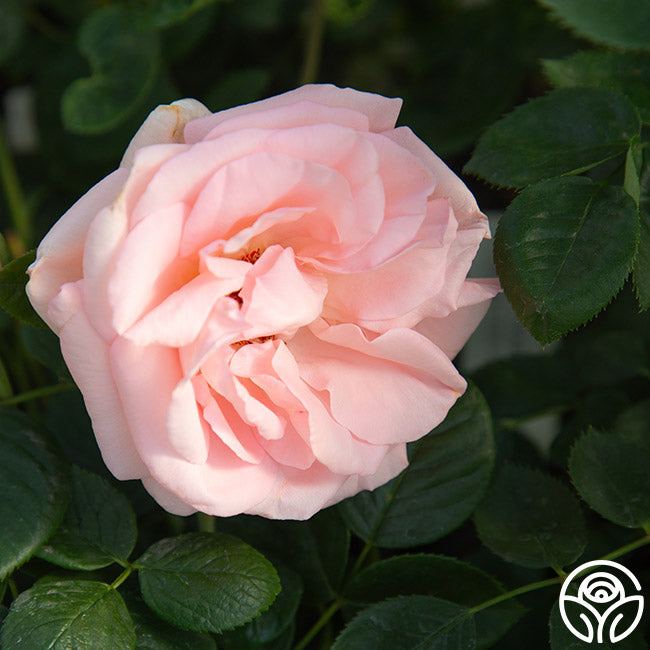 Everest Double Fragrance™