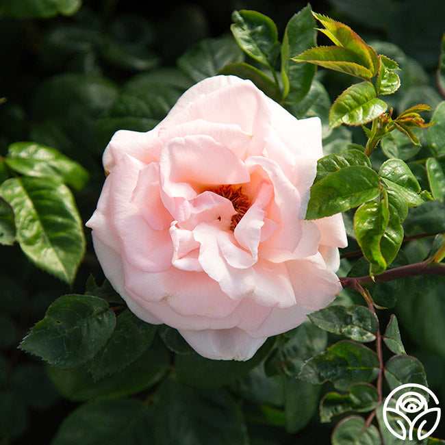 Everest Double Fragrance™