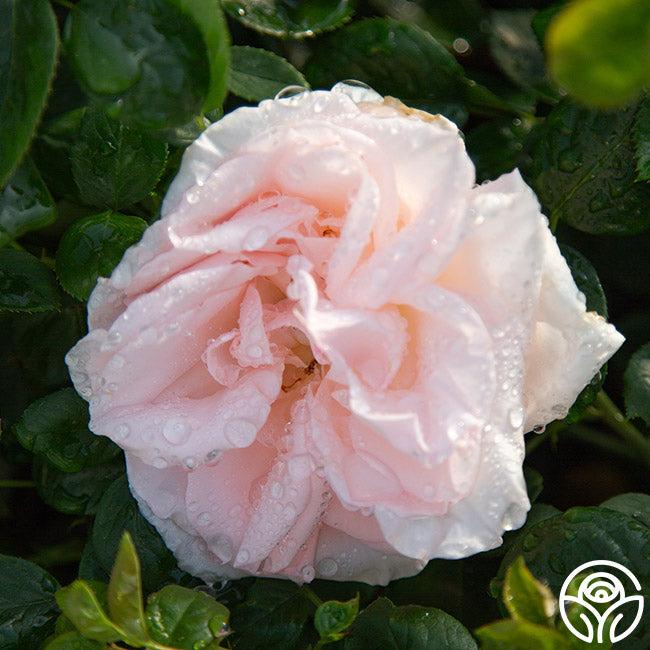 Everest Double Fragrance™