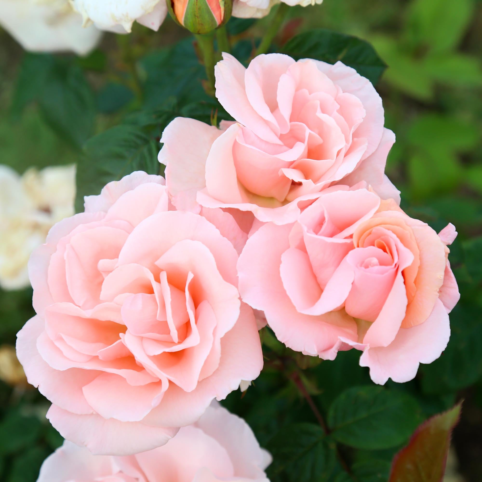 Everest Double Fragrance Shrub Rose | Fragrant Rose Plant – Heirloom
