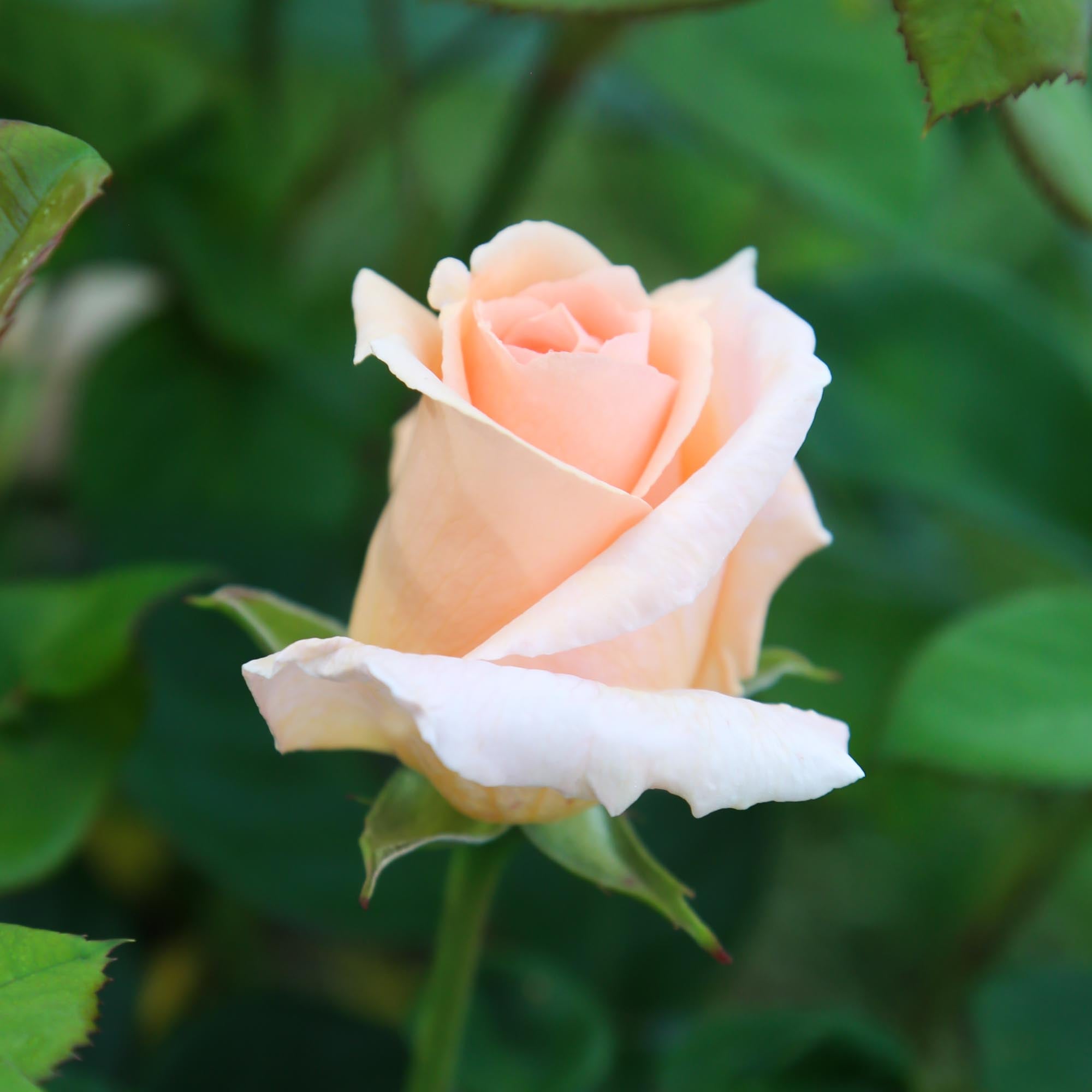 Everest Double Fragrance Shrub Rose | Fragrant Rose Plant – Heirloom