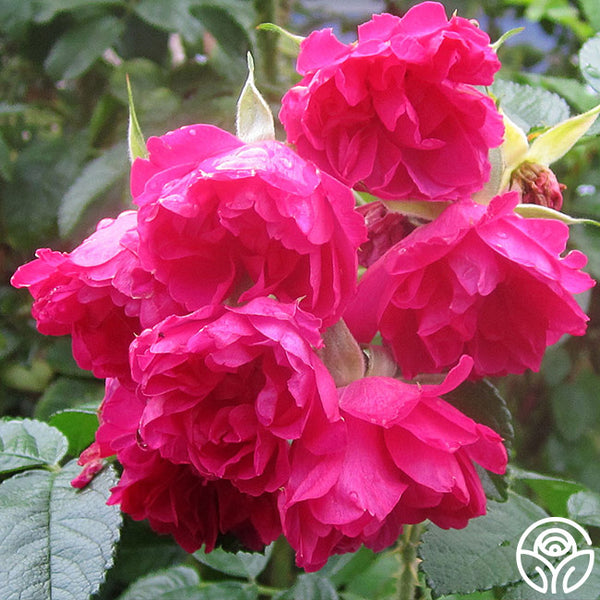 F. J. Grootendorst – Heirloom