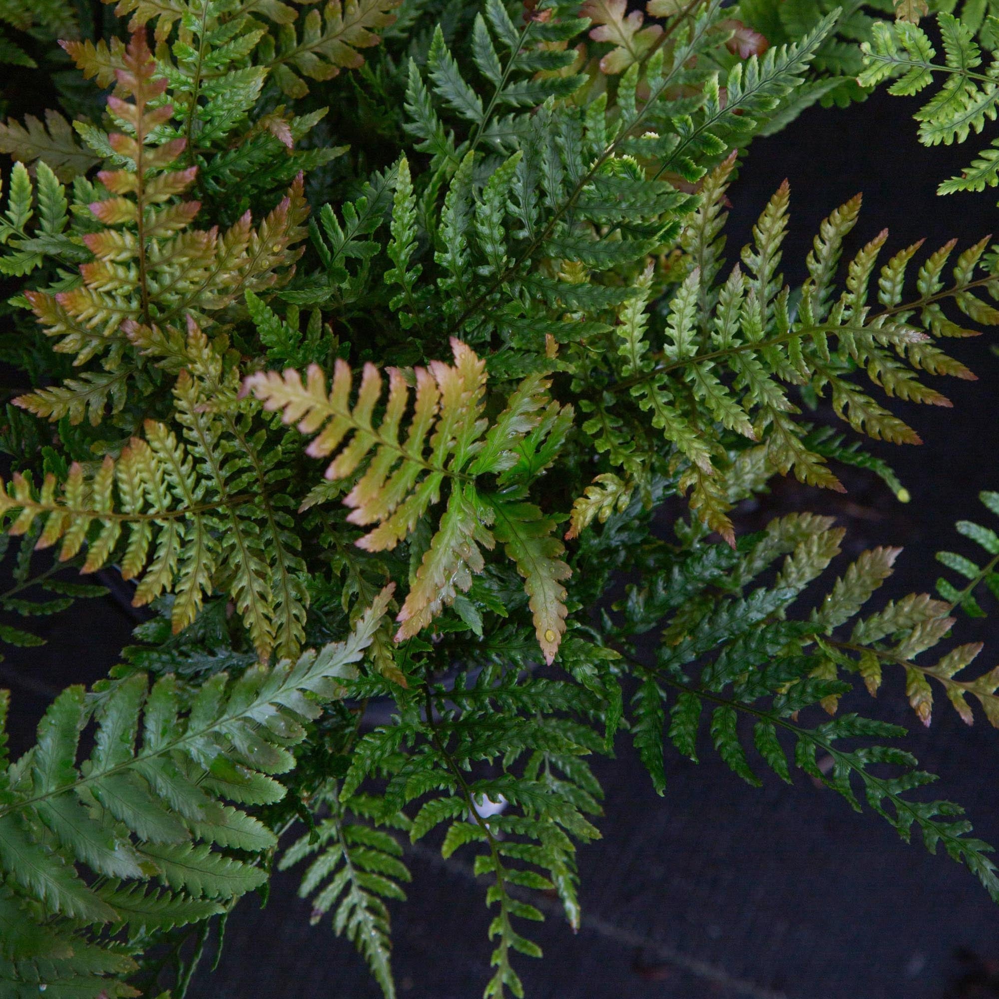 Lacy Autumn Fern