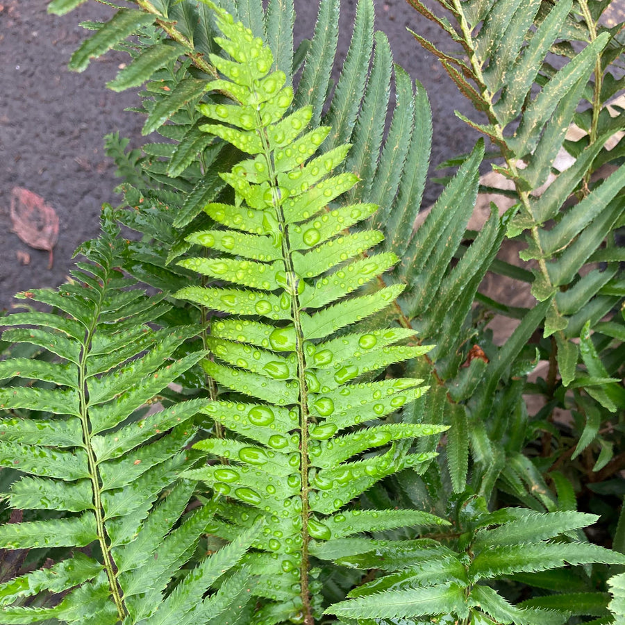 Western Sword Fern