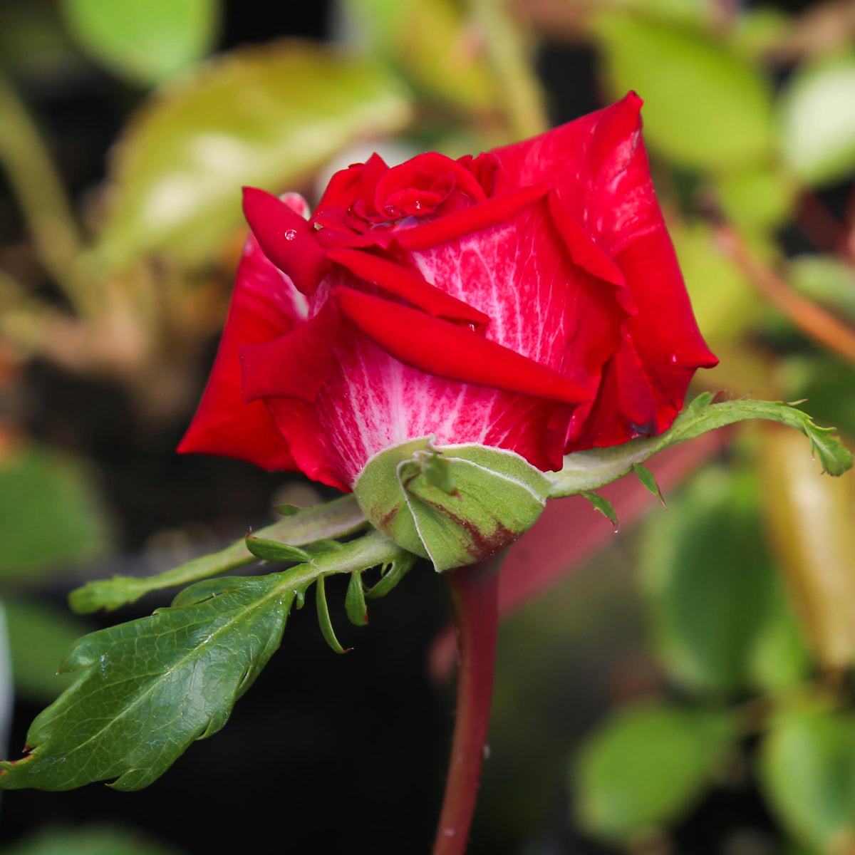 Fire 'N' Ice | Red Floribunda Rose Bush – Heirloom