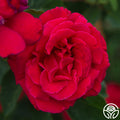 Firefighter Rose - Hybrid Tea - Exceptionally Fragrant – Heirloom Roses