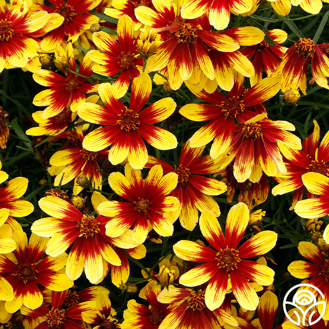 Firefly – Heirloom Roses