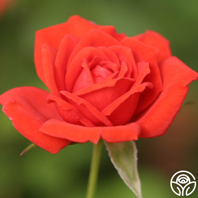 Firestorm – Heirloom