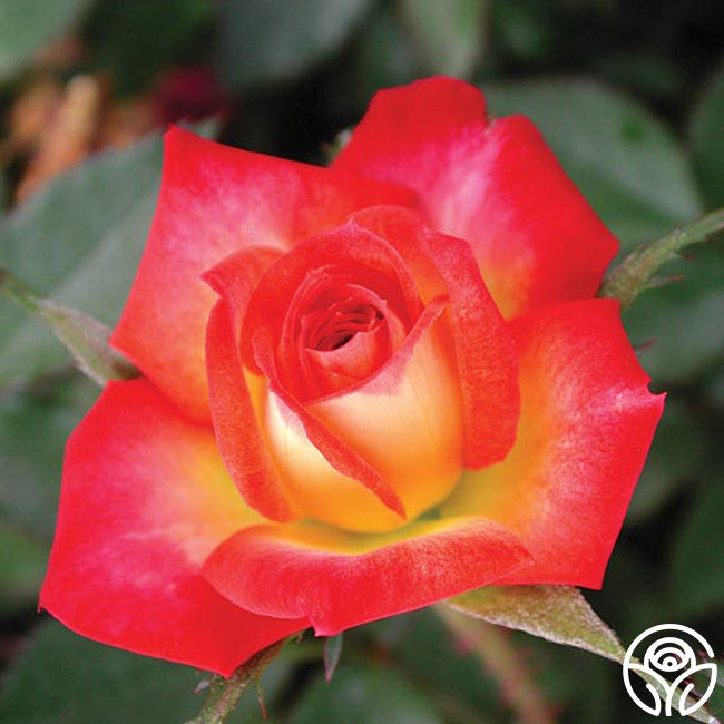 Fireworks – Heirloom
