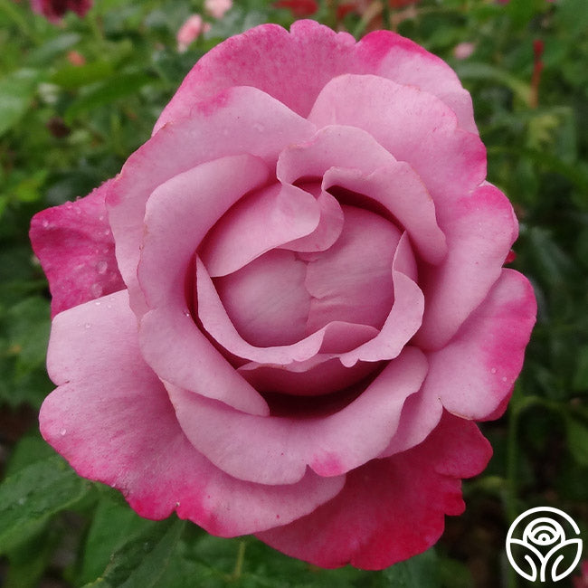 Blue Roses Western First Great Western – Heirloom