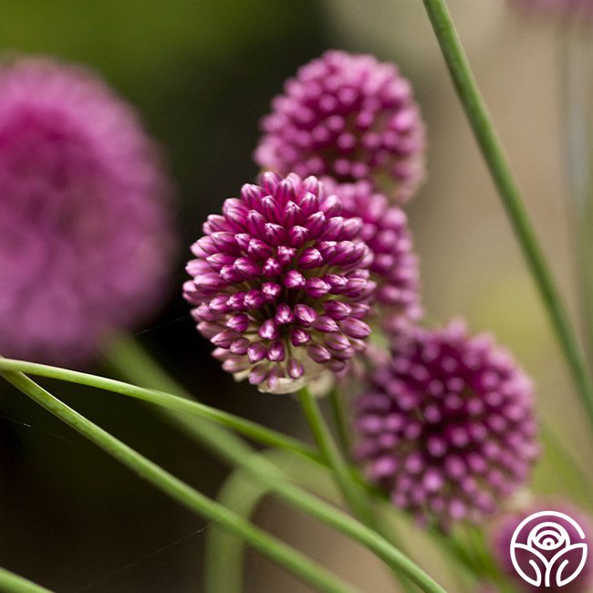 Drumstick Allium