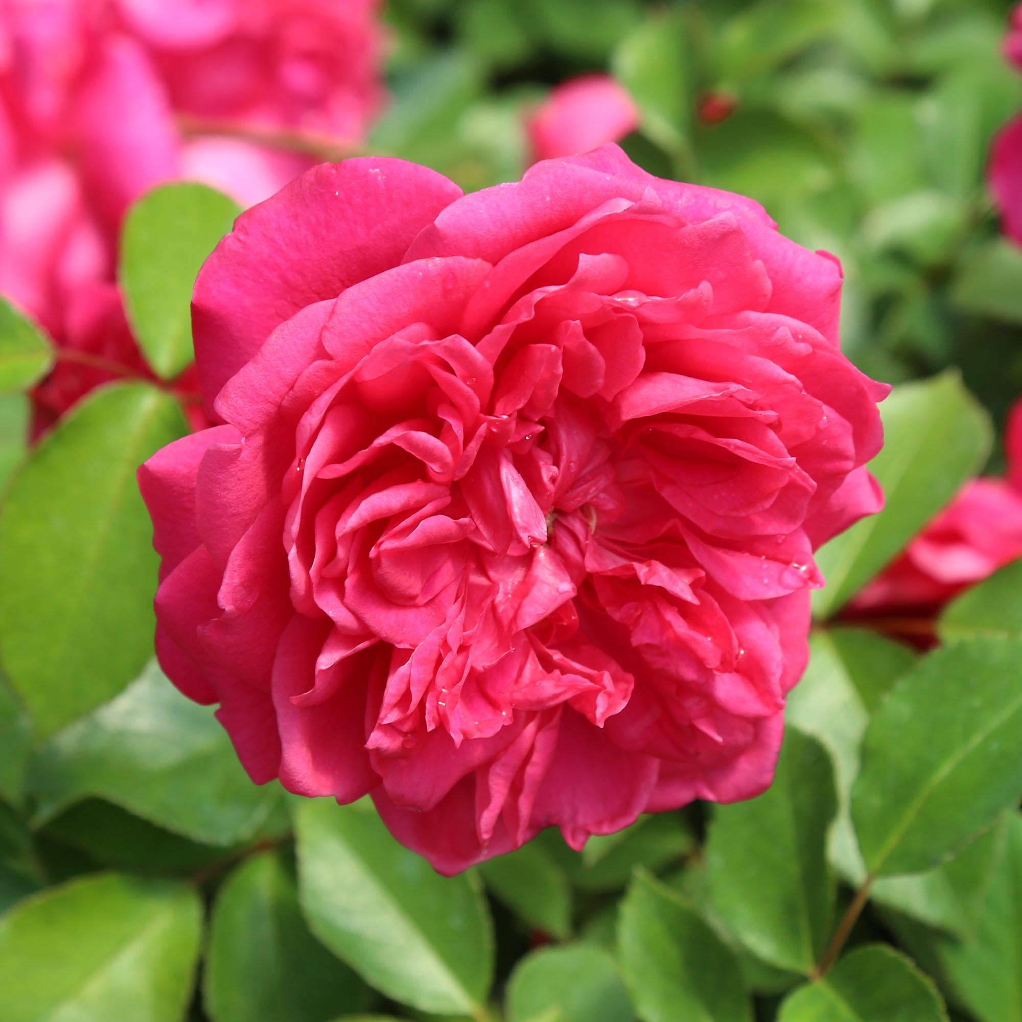 Flamenco Rosita