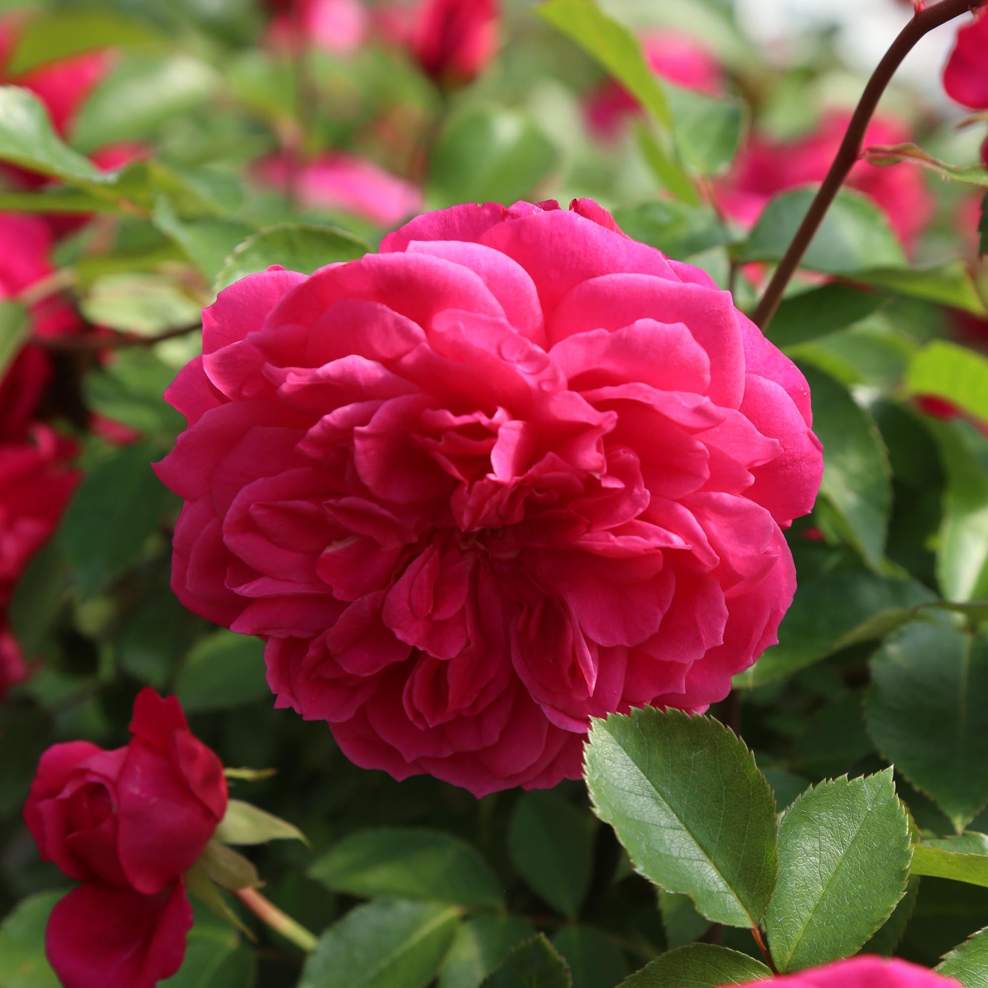 Flamenco Rosita