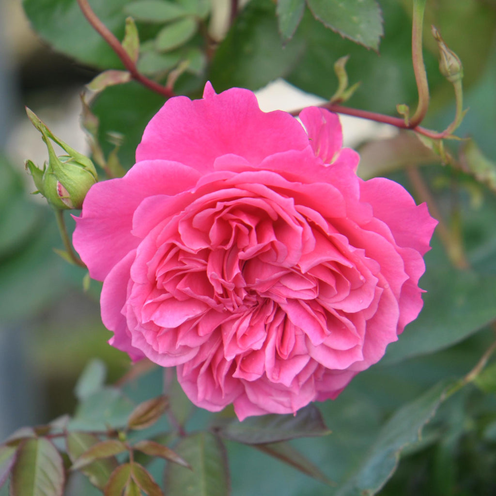 Flamenco Rosita